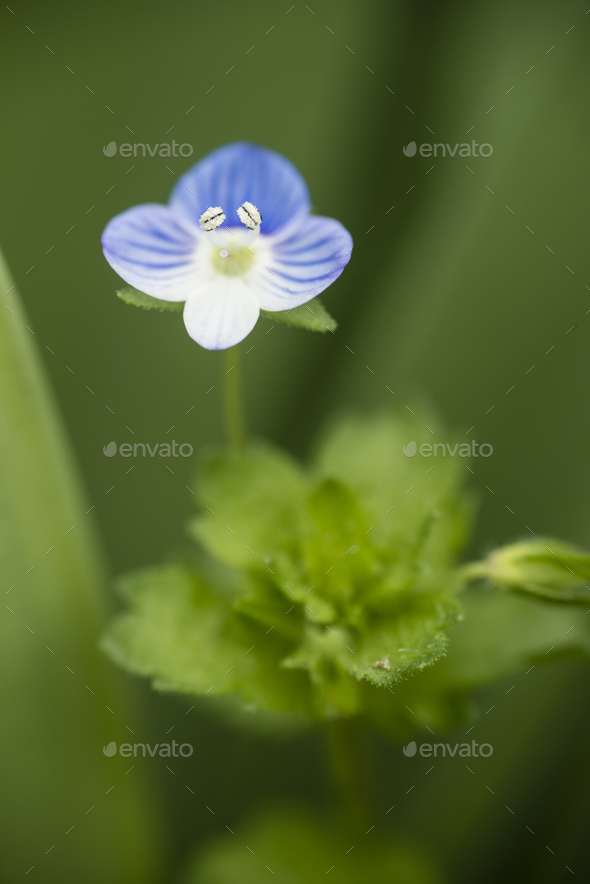 Veronica persica flower, birdeye speedwell - Stock Photo - Images
