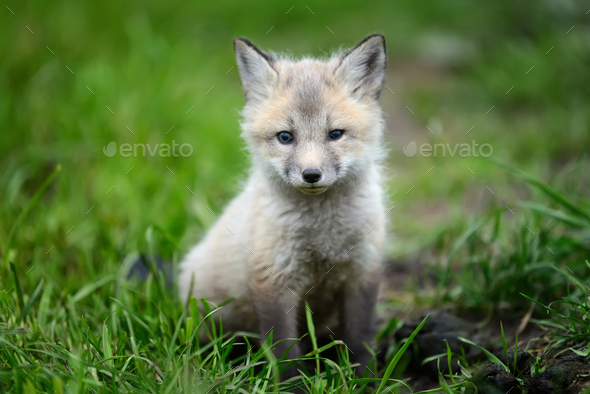 Baby silver fox Stock Photo by byrdyak | PhotoDune