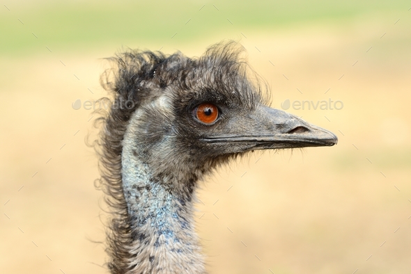 Close ostrich bird in nature - Stock Photo - Images