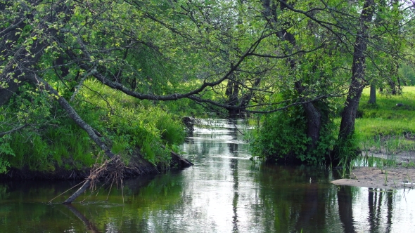 Small River in the Spring in the Green Nature