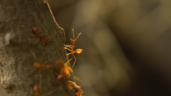 Ants Gather on a Tree alt