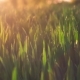 Jung Wheat Stems Moving By the Wind in Warm Spring Evening Sunset Light Flares. Shallow Depth of - VideoHive Item for Sale