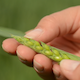 Wheat Field Ear Close with hand - VideoHive Item for Sale
