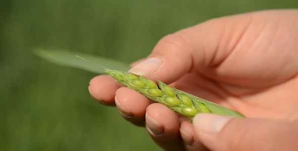 Wheat Field Ear Close with hand