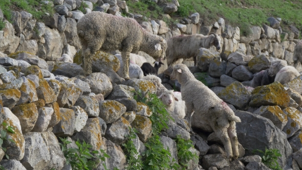 Sheep Pasture on Mountain