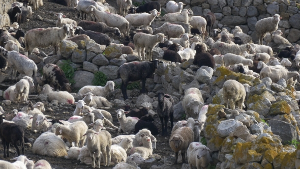 Many Sheep in Herd