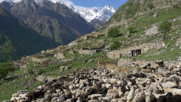 Flock of Sheep Walking To Pasture in Mountains