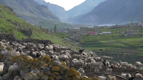 Big Flock of Sheep in Mountains