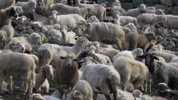 Pastoral Industry, Flock of Sheep