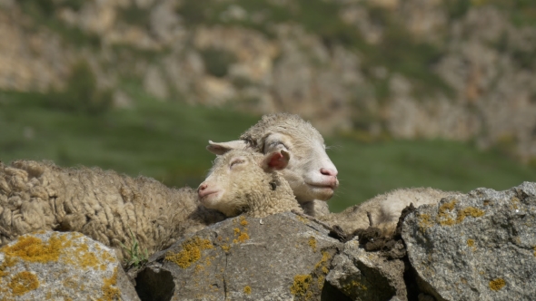 Mother Sheep and Lamb Sleep Together