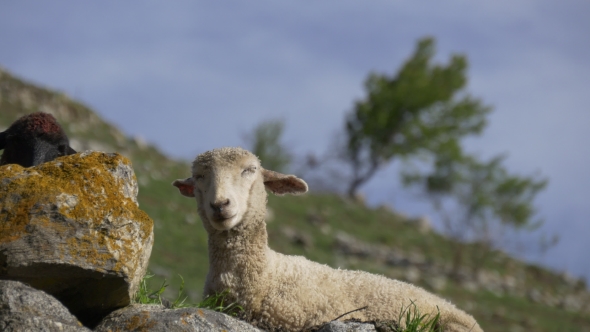 Sheep Sleeping on Pasture