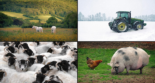 Farm & Countryside