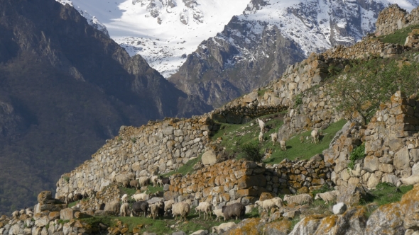 Sheep Walking To Pasture in High Mountains
