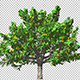 Pear Tree - VideoHive Item for Sale
