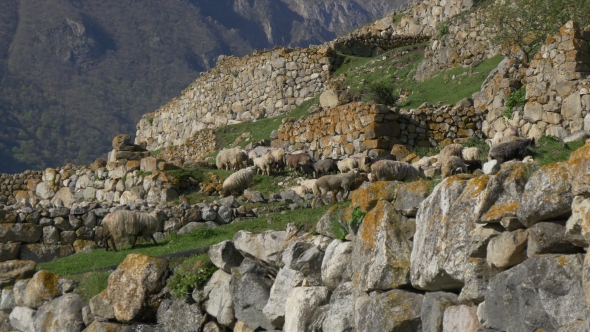 Big Flock of Sheep Gazing High in Mountains