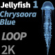 Jellyfish Chrysaora Blue 1 - VideoHive Item for Sale