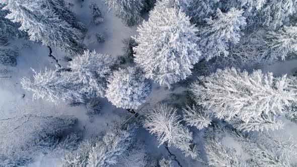 Aerial View Of Frozen Trees In The Forest