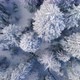 Aerial View Of Frozen Trees In The Forest - VideoHive Item for Sale