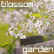 Blossoming Cherry in Spring Garden - VideoHive Item for Sale