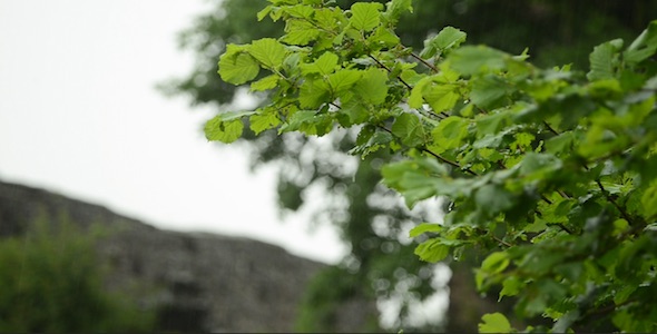 Tree, Green Leaves with Rain & Thunderstorm