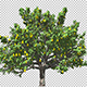Pear Tree - VideoHive Item for Sale