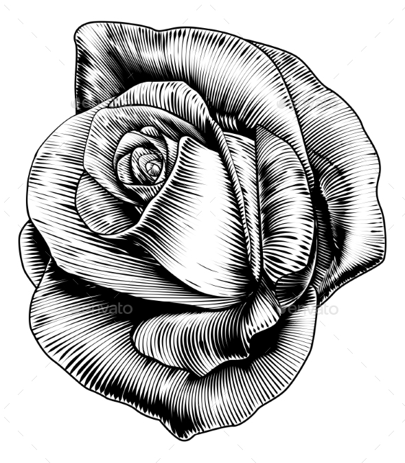 Rose Flower in Engraved Etching Woodcut Style by Krisdog GraphicRiver