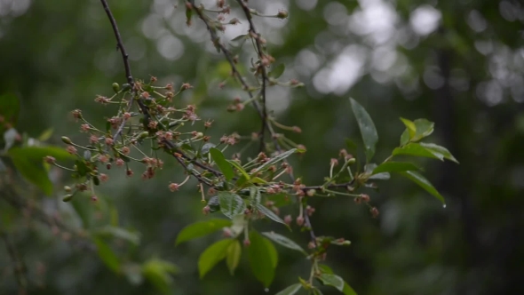 Rain Drips on the Branches