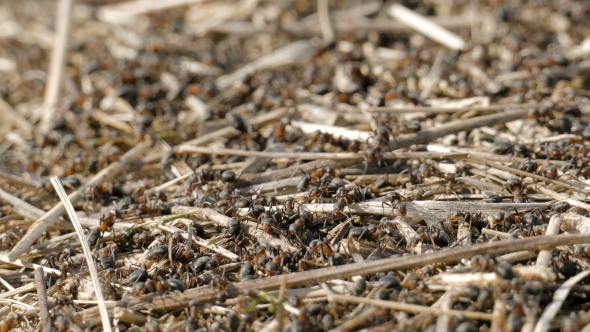 Ants Crawling in the Anthill.  Image