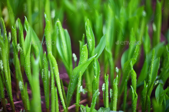 macro green shoots of lily of the valley in garden