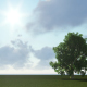 Lawns and Single Tree - VideoHive Item for Sale
