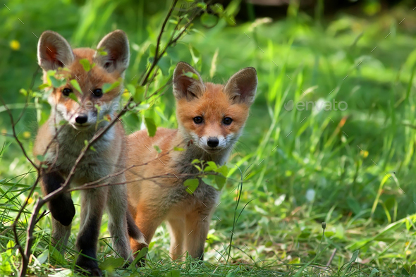 Foxes in the forest - Stock Photo - Images