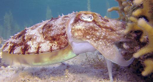 Tropical Marine Life