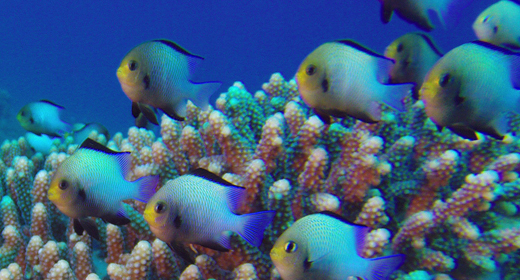Beautiful Corals and Fish