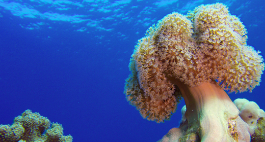 Colorful Soft and Hard Corals
