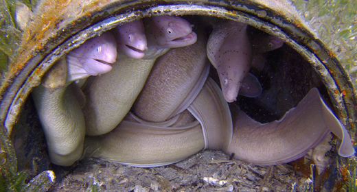 Moray Eels