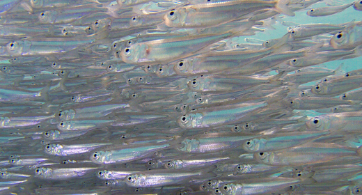 Glass-fish and Hardyhead Silverside