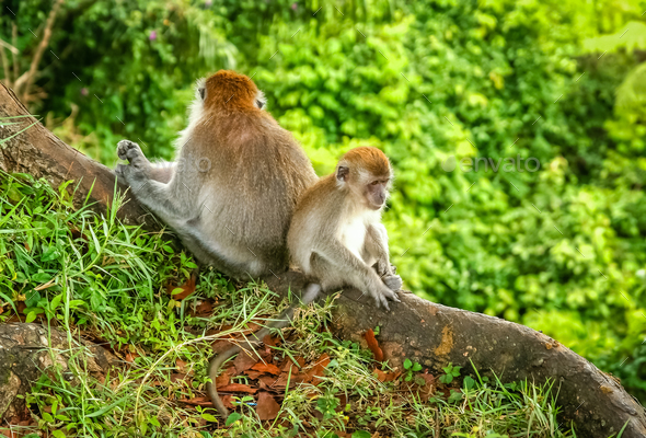 Two Macaques monkeys - Stock Photo - Images