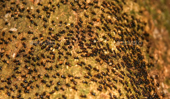 up code generator malaysia top by PhotoDune pawopa3336 Ants Photo Moving  Colony Stock