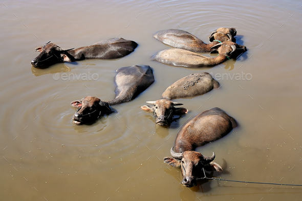 Water buffaloes having bath - Stock Photo - Images