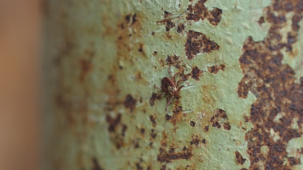 Tick Threat to Humans and Animals alt