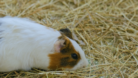 Guinea Pig Eating Hay in Zoo