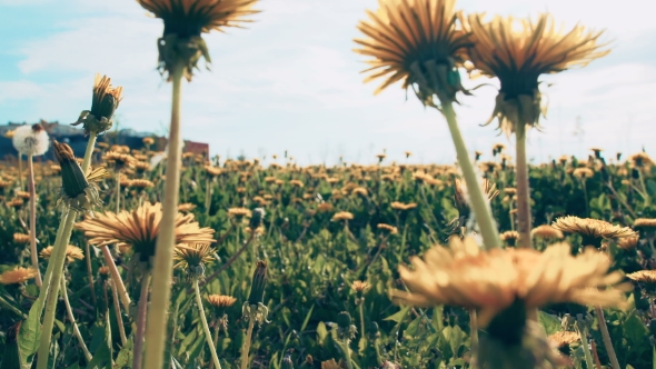 Dandelion Field