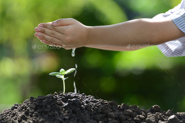 Young Plant - Stock Photo - Images