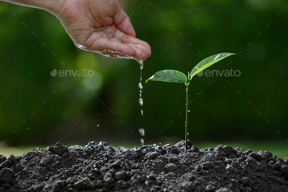 Young Plant - Stock Photo - Images