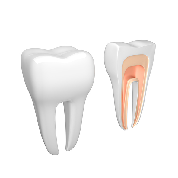 Tooth dental - 3Docean 20092762