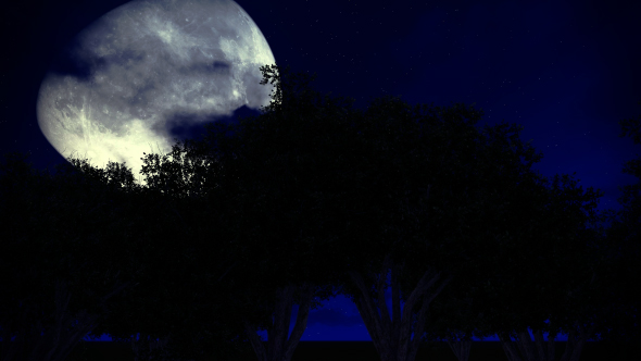 Moon and Trees alt