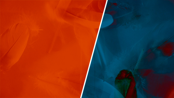 Animation with Feathers Flowing Away - Decorative and Textured for Background - seamless looping alt