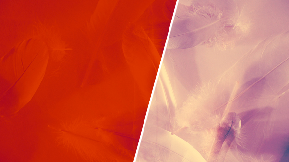 Feathers - Elegant and Stylish Decorative Footage - Seamless Looping Animation with Feathers