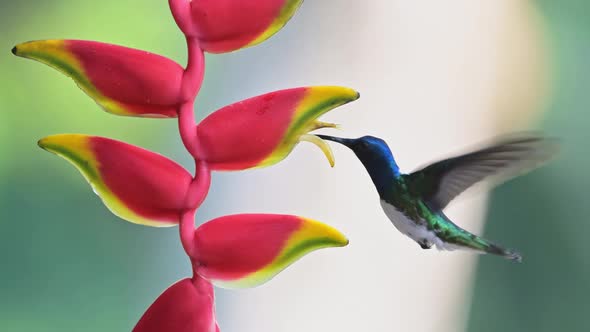White Necked Jacobin Hummingbird (florisuga mellivora), Bird Flying in Flight and Feeding and Drinki alt