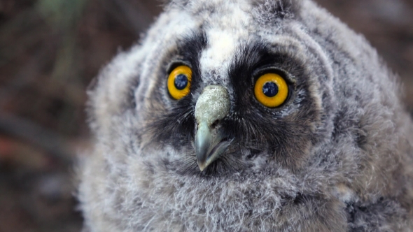 Owl Opens Its Beak, It Looks for Food, and the Wind Stirs Its Feathers. alt